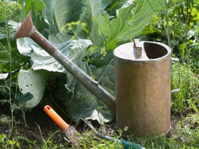 Aphids on cabbage: folk methods and chemical means of control