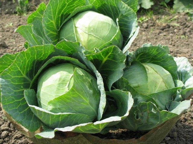 Aphids on cabbage: folk methods and chemical means of control