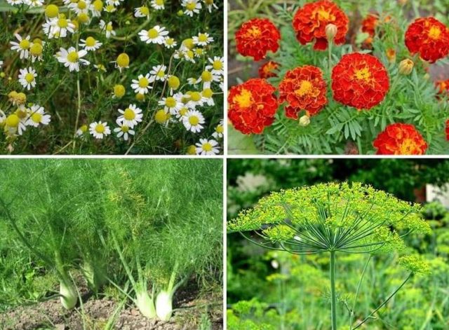 Aphids on cabbage: folk methods and chemical means of control