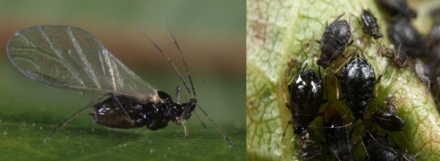 Aphids on cherries: folk remedies and preparations for pest control