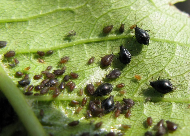 Aphids on cherries: folk remedies and preparations for pest control