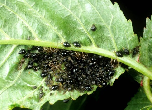 Aphids on cherries: folk remedies and preparations for pest control