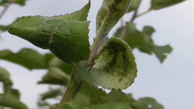 Aphids on cherries: folk remedies and preparations for pest control