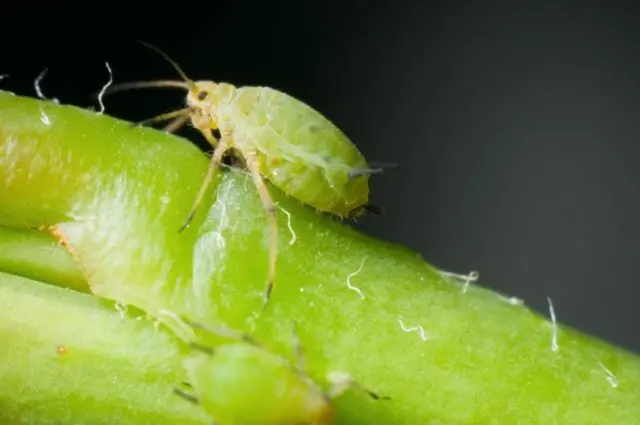 Aphids on dill: how to get rid of folk remedies and chemicals