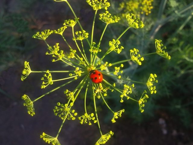 Aphids on dill: how to get rid of folk remedies and chemicals