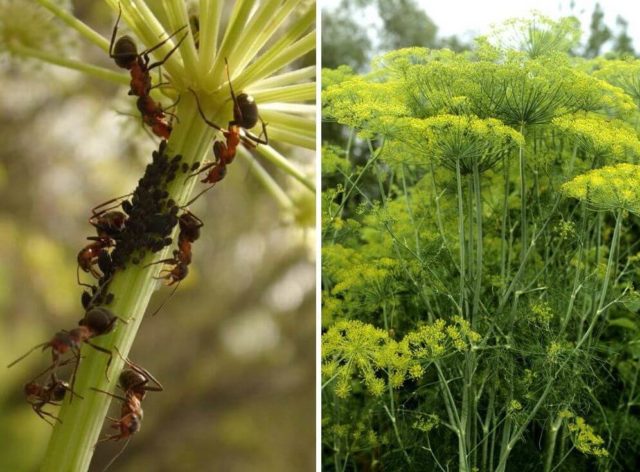 Aphids on dill: how to get rid of folk remedies and chemicals