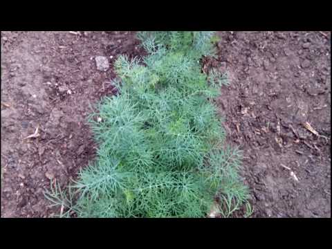 Aphids on dill: how to get rid of folk remedies and chemicals