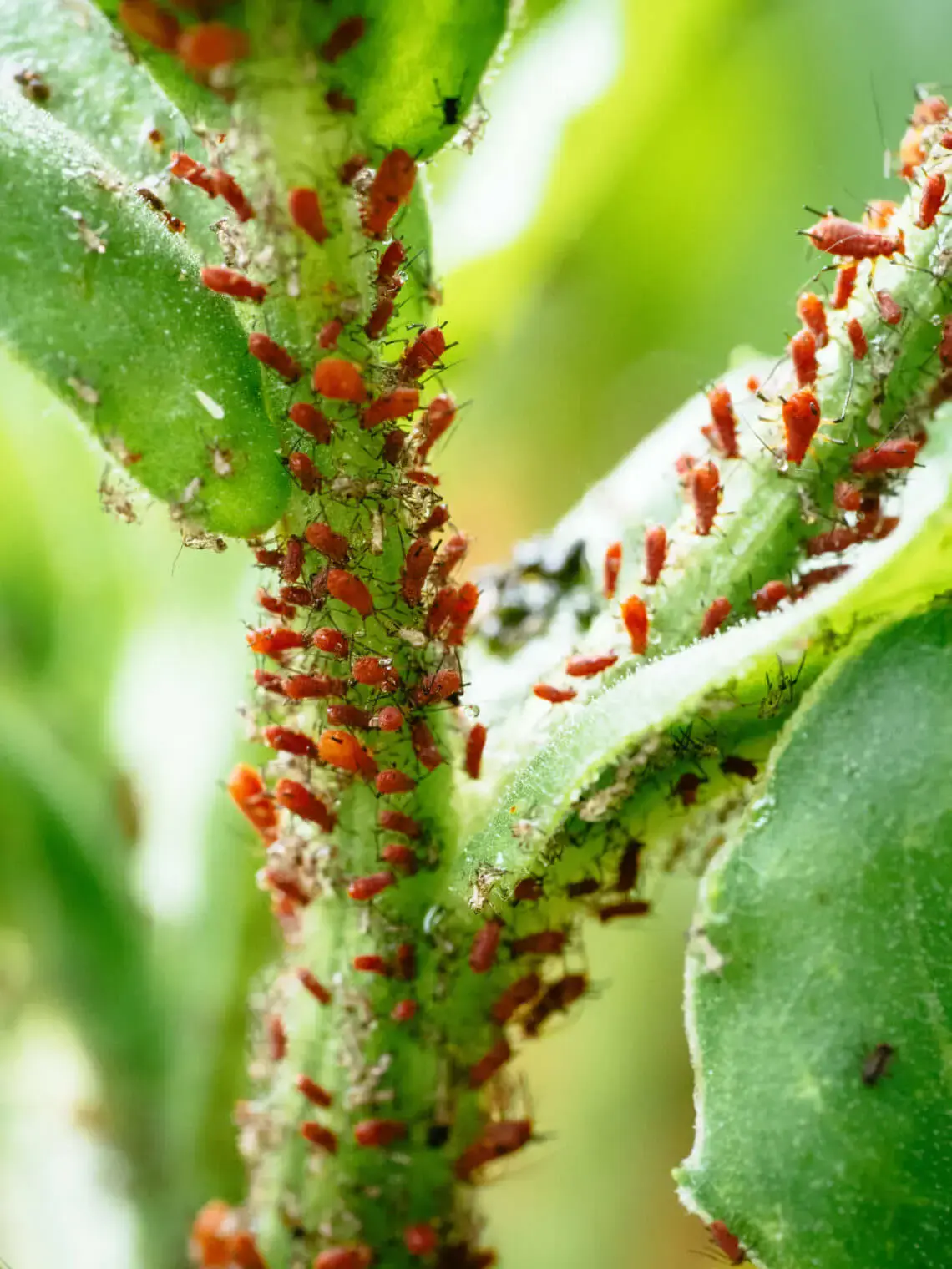 Aphids on dill: how to get rid of folk remedies and chemicals