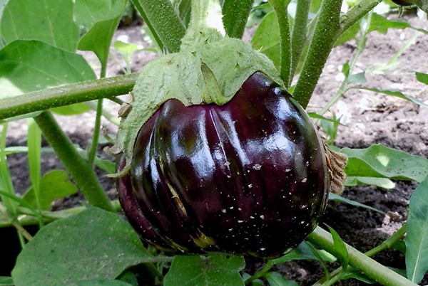 Aphids on eggplant: a description of the pest and methods of control