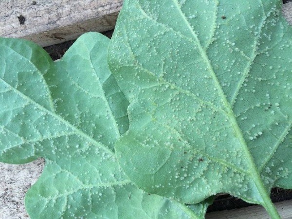 Aphids on eggplant: a description of the pest and methods of control