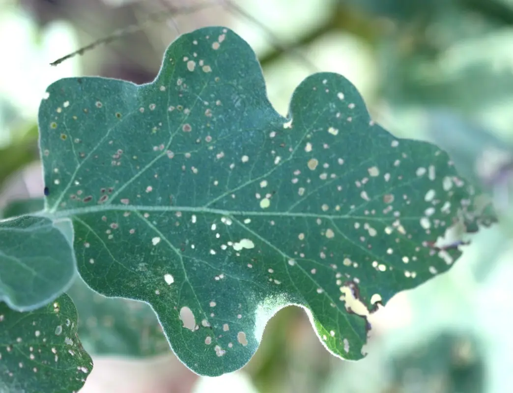 Aphids on eggplant: a description of the pest and methods of control