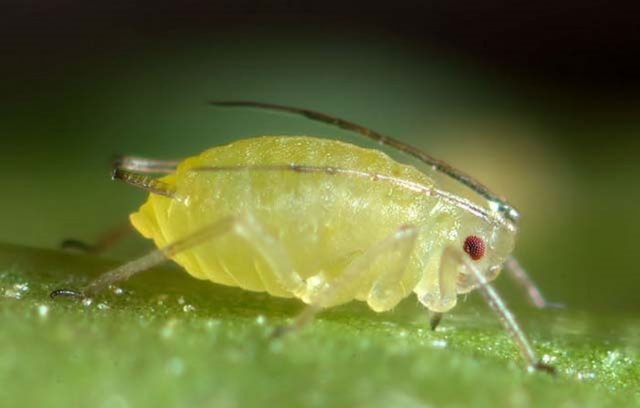 Aphids on peach: control measures