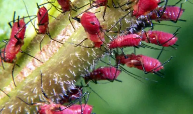 Aphids on peach: control measures