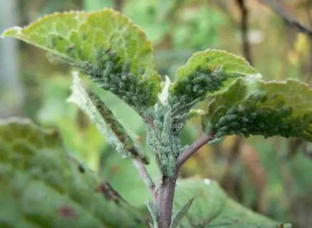 Aphids on peach: control measures