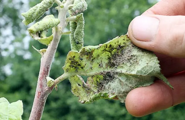 Aphids on peach: control measures