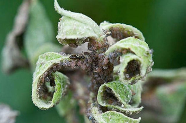 Aphids on peach: control measures