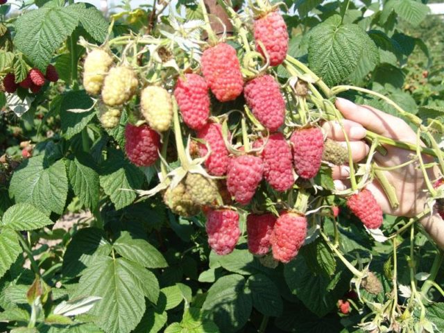 Aphids on raspberries: how to deal with folk remedies, drugs, photo