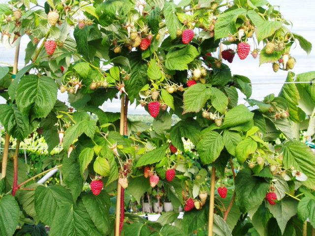 Aphids on raspberries: how to deal with folk remedies, drugs, photo