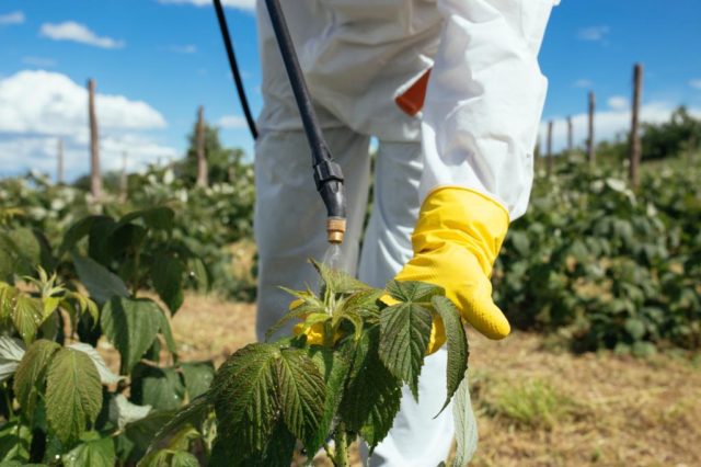 Aphids on raspberries: how to deal with folk remedies, drugs, photo