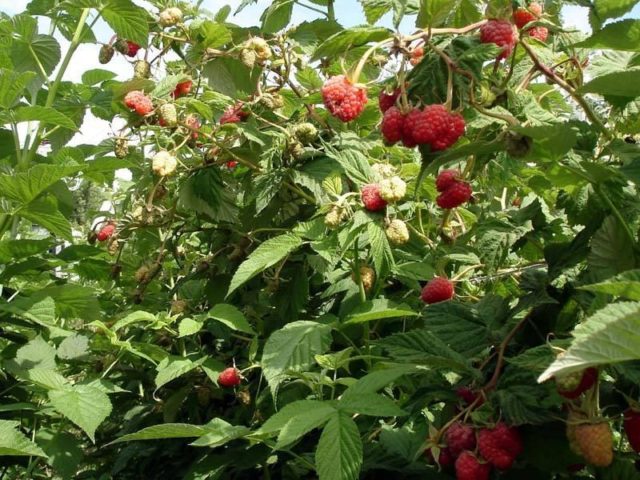 Aphids on raspberries: how to deal with folk remedies, drugs, photo