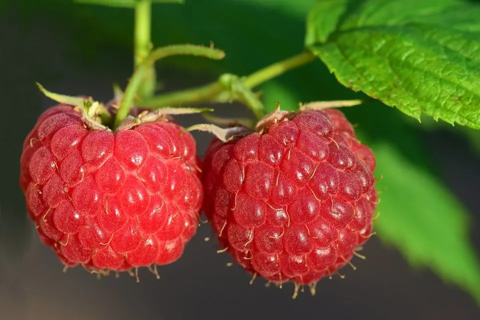 Aphids on raspberries: how to deal with folk remedies, drugs, photo