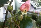 Aphids on roses: how to deal with a pest with folk remedies