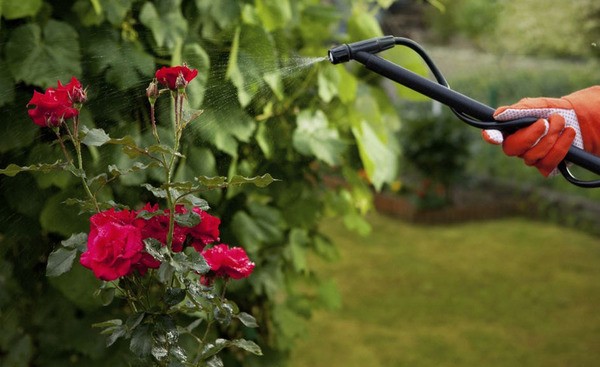 Aphids on roses: how to deal with a pest with folk remedies