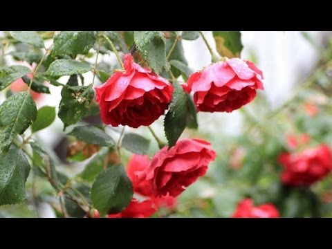 Aphids on roses: how to deal with a pest with folk remedies