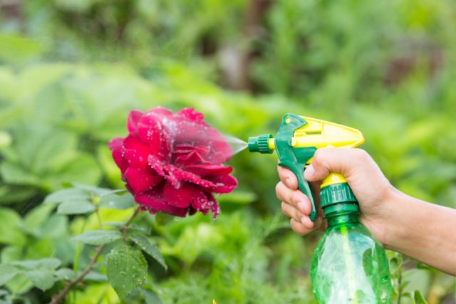 Aphids on roses: how to deal with folk remedies and chemicals