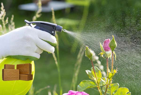 Aphids on roses: how to deal with folk remedies and chemicals