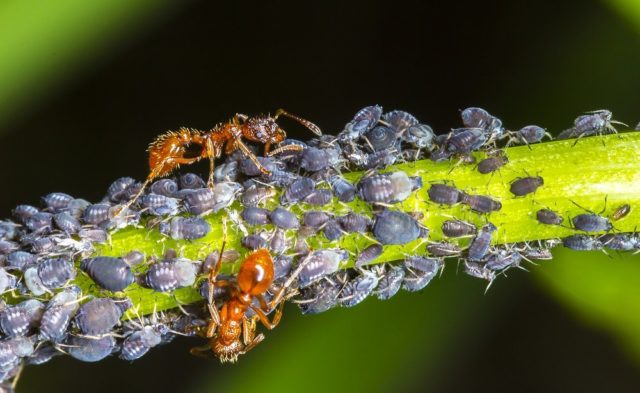 Aphids on roses: how to deal with folk remedies and chemicals