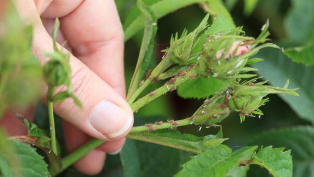 Aphids on roses: how to deal with folk remedies and chemicals