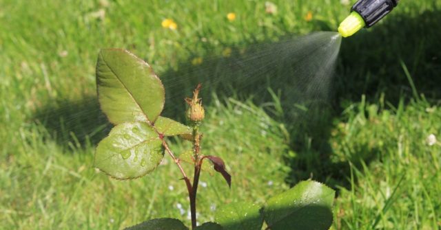 Aphids on roses: how to deal with folk remedies and chemicals