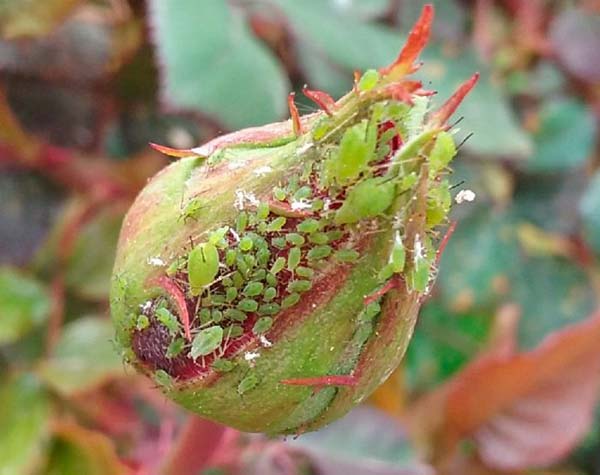 Aphids on roses: how to deal with folk remedies and chemicals