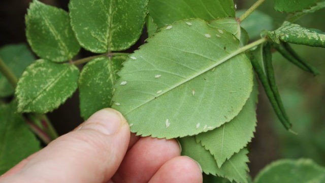 Aphids on roses: how to deal with folk remedies and chemicals