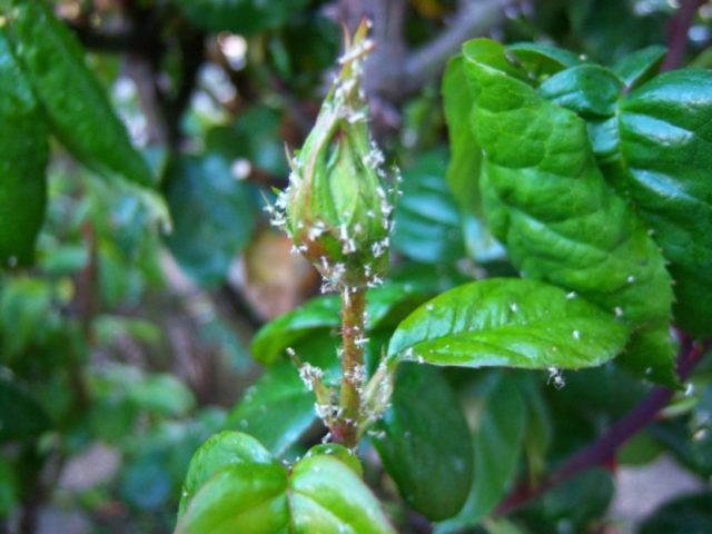 Aphids on roses: how to deal with folk remedies and chemicals