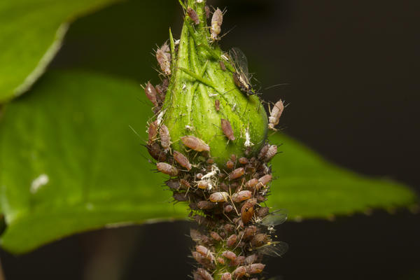 Aphids on roses: how to deal with folk remedies and chemicals