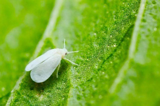 Aphids on tomatoes in the greenhouse and in the open field: how to get rid of, photo