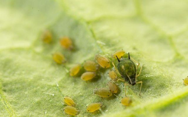 Aphids on tomatoes in the greenhouse and in the open field: how to get rid of, photo