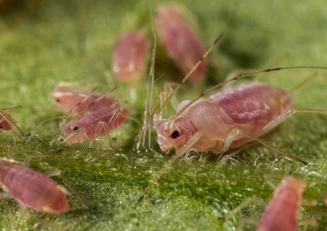 Aphids on tomatoes in the greenhouse and in the open field: how to get rid of, photo