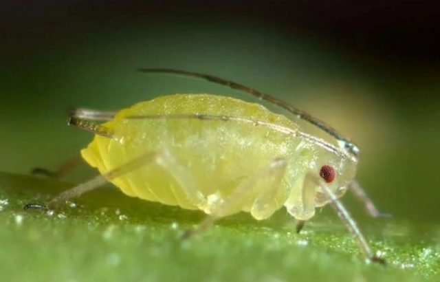 Aphids on tomatoes in the greenhouse and in the open field: how to get rid of, photo