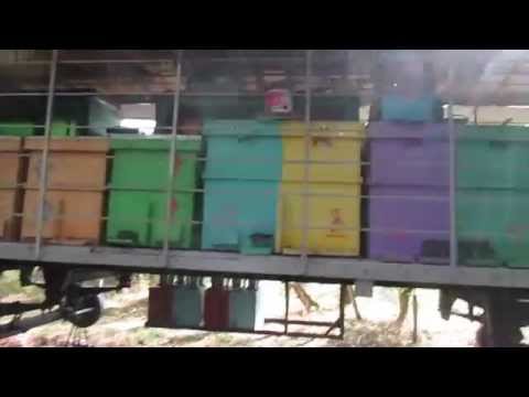 Apiary on wheels