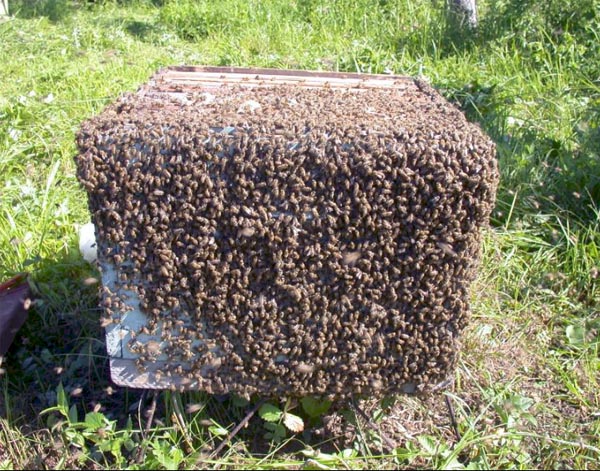 Apiroy: instructions for use for bees