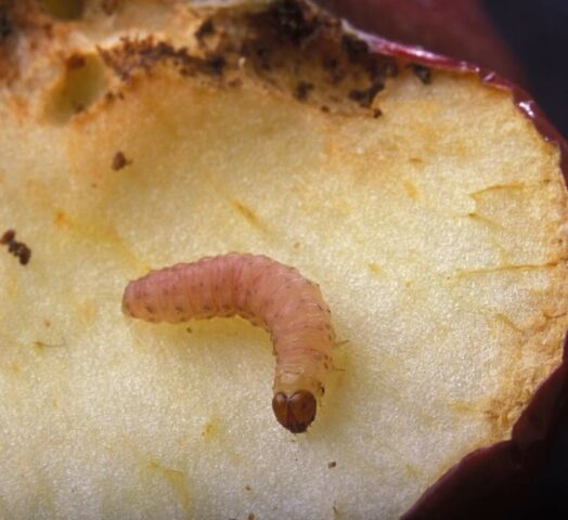 Apple codling moth: control measures, photos, when to process