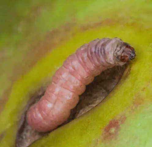 Apple codling moth: control measures, photos, when to process