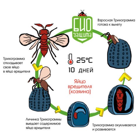 Apple codling moth: control measures, photos, when to process