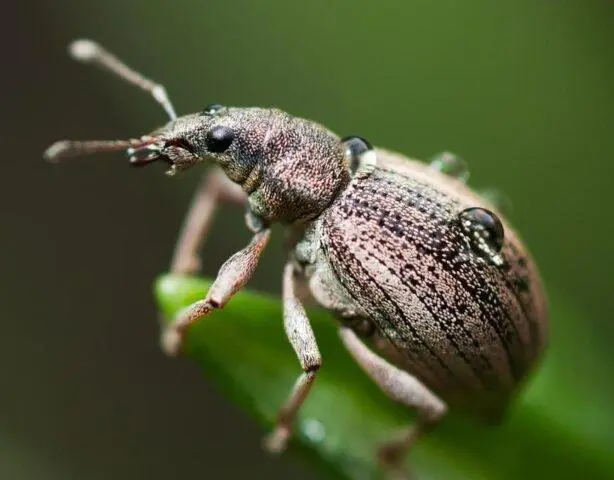 Apple flower beetle (weevil): methods of struggle, photo