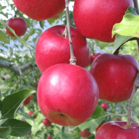 Apple flower beetle (weevil): methods of struggle, photo