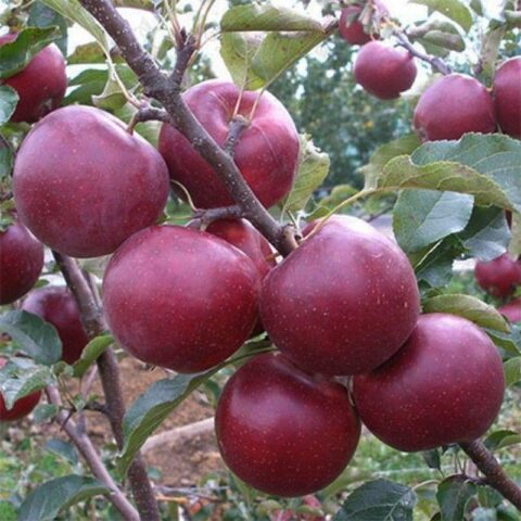 Apple flower beetle (weevil): methods of struggle, photo