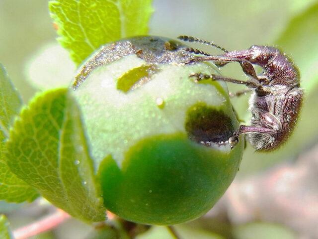 Apple flower beetle (weevil): methods of struggle, photo